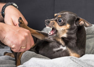aggressive chihuahua dog baring its teeth as a person's hands approach it