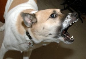 a white and tan dog barking and baring its teeth in an aggressive manner
